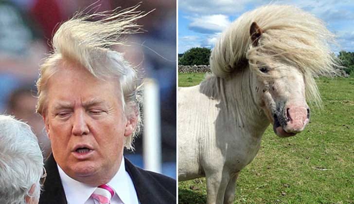 Image result for Trump's Dog And Pony Show