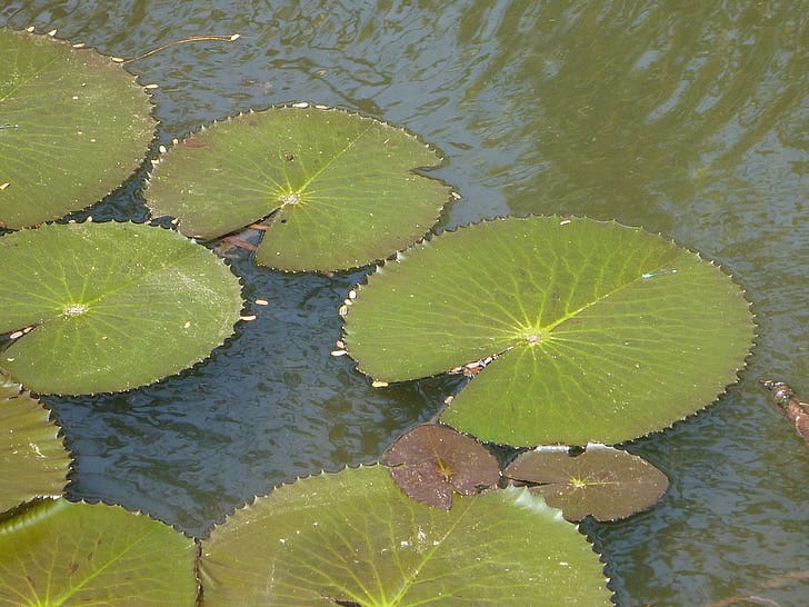 Lotus leaf has a unique non-stick quality. Water doesn’t adhere to it. It doesn’t absorb water. But, it must stay in the water to live.