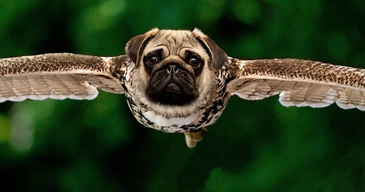 The Pug Owl-Bird LOL