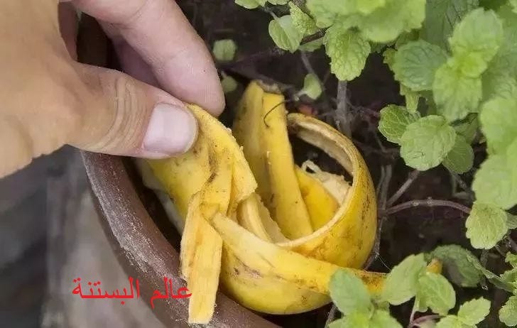 Banana peels are a trap for insects