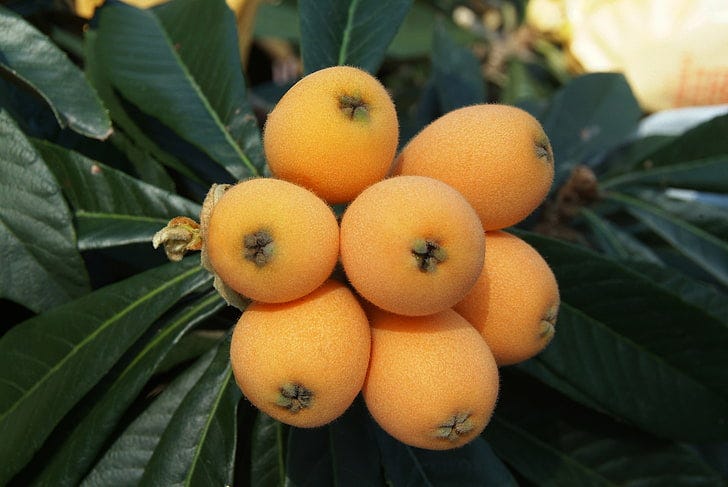 Perfectly round and ripe loquats on a branch surrounded by deep green leaves.