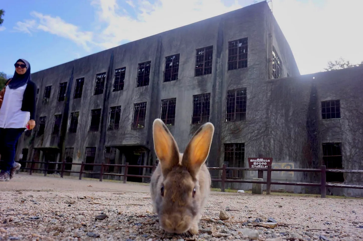 Woman and rabbit in front of abandoned building