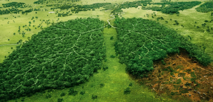 View of trees from above that are in the shape of lungs