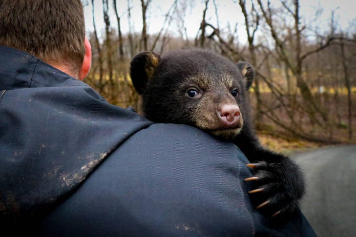 A bear cub looks clings onto the shoulder of a man. The cub’s chin rests on the man’s shoulder.