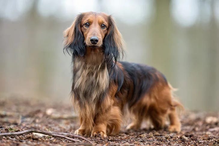 Dachshund