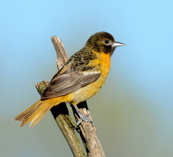 a shabby orange and black bird on a perch