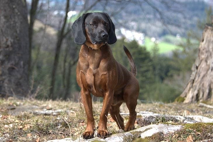 Dog Training Tips — Bavarian Mountain Hound