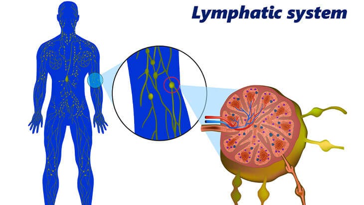 Lyphatic System