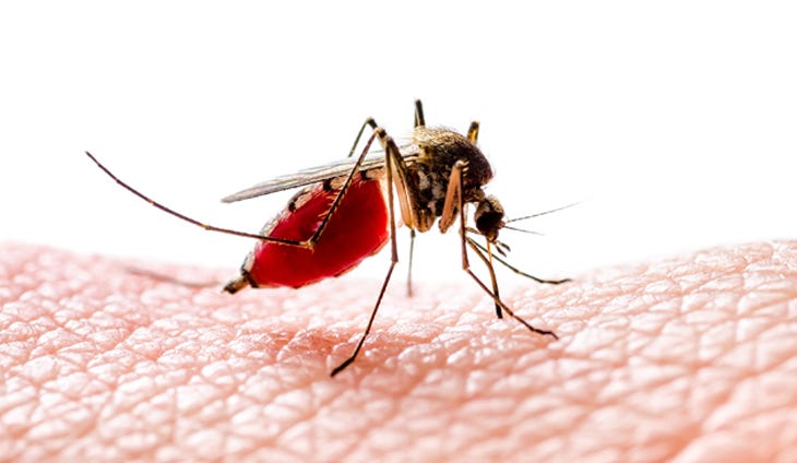 dengue-fever-prevention-and-control