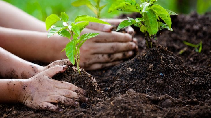 Plant trees , it will surely help nature to survive!