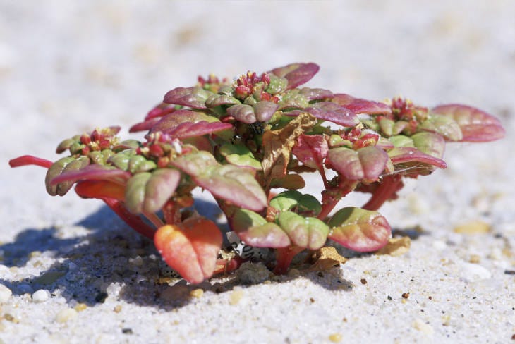 a red plant grows low to the sand