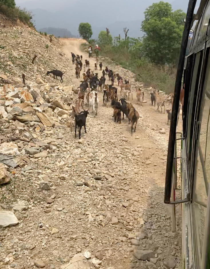 Road and goats in Nepal.