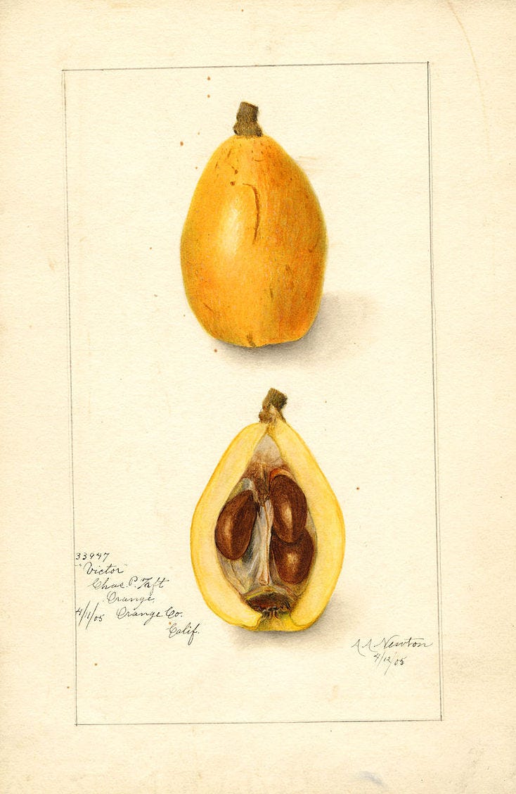 Watercolor of a Victor variety of loquats (scientific name: Eriobotrya japonica) specimen originating in Orange County, CA