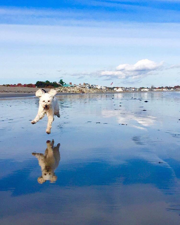 Autumn beach runs in Maine