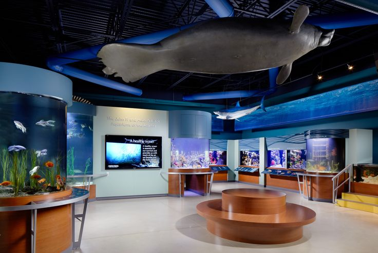 Learn more about marine life at Cox Science Center and Aquarium.