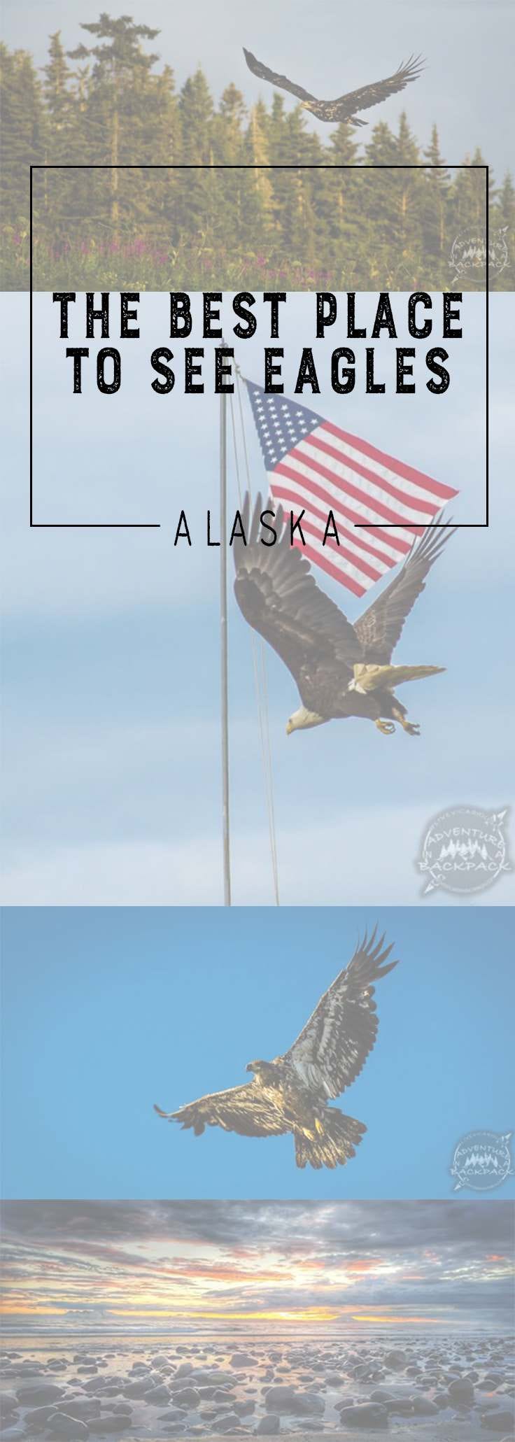 Alaska | Bald Eagles | Golden Eagles | Eagles Flying