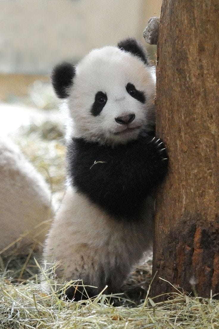 Порівняння Polars і Pandas