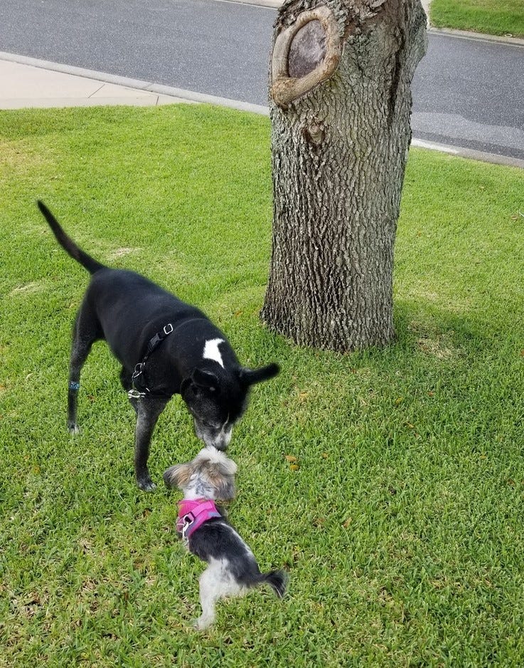 Two dogs by an Oak tree