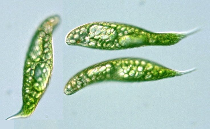 Phylum Protozoa