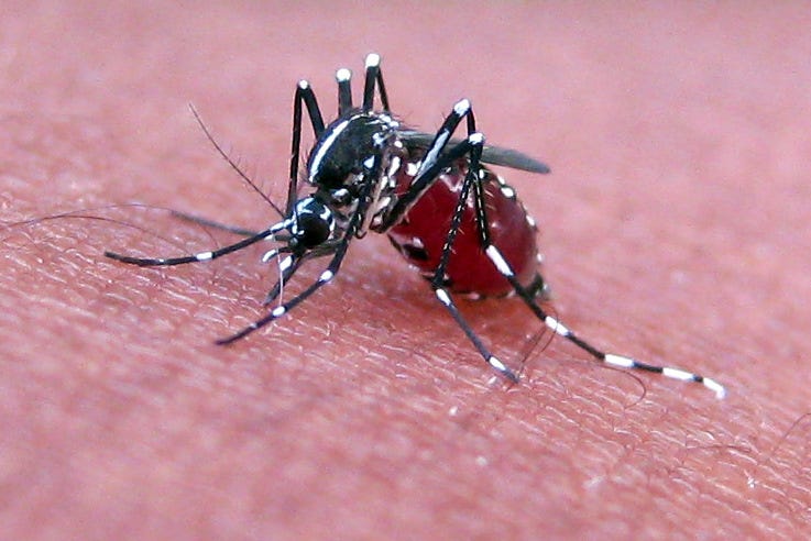 A close up photograph of a mosquito feeding.