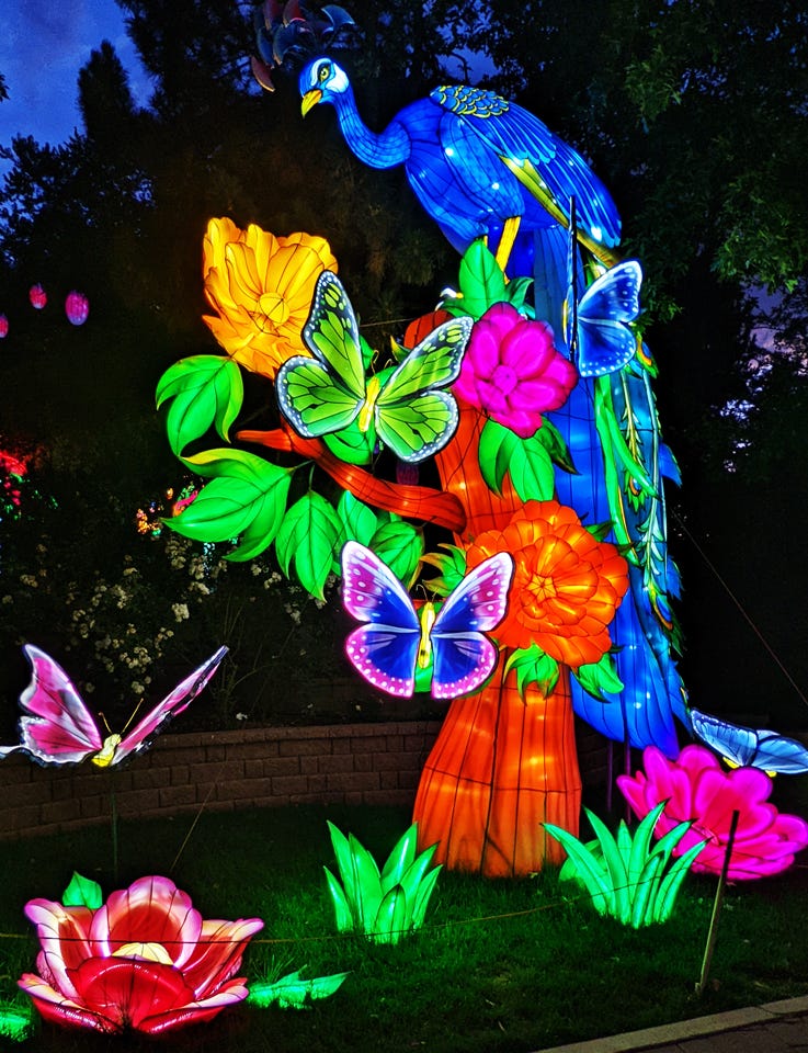 Peacock surrounded by butterflies surveys the scene at the Dragon Lights Festival in Reno, Nevada. (© April Orcutt)