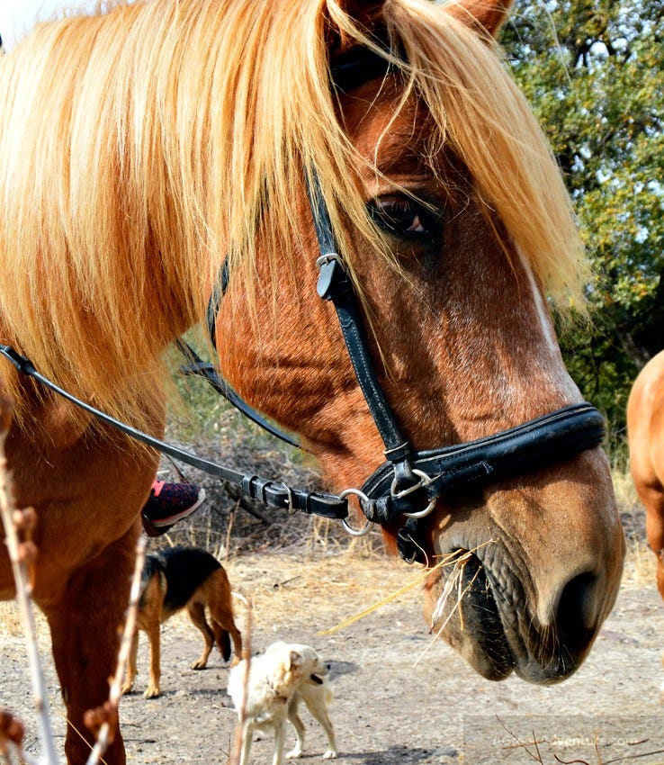 Lesvos HorseBack Riding and Hiking