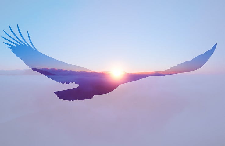 Bald eagle flying in the sunset.