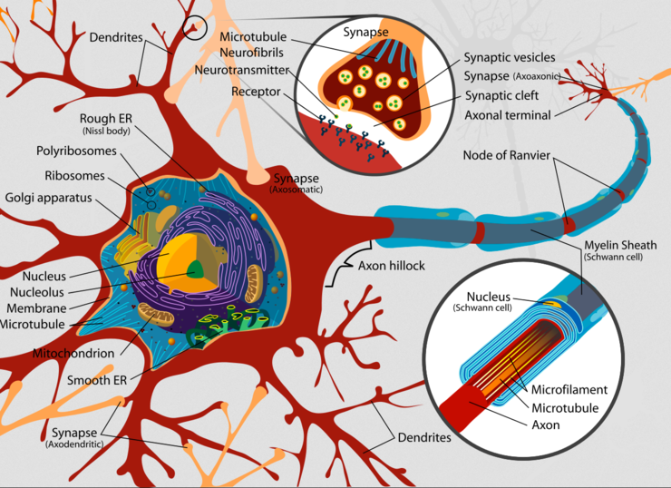 Complete neuron cell diagram