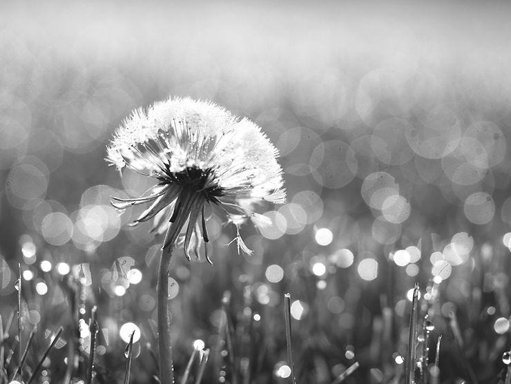 A black and white image of a dandelion full of wishes and potential.