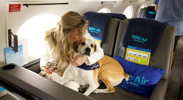 Bark Air is luxury travel… for dogs
