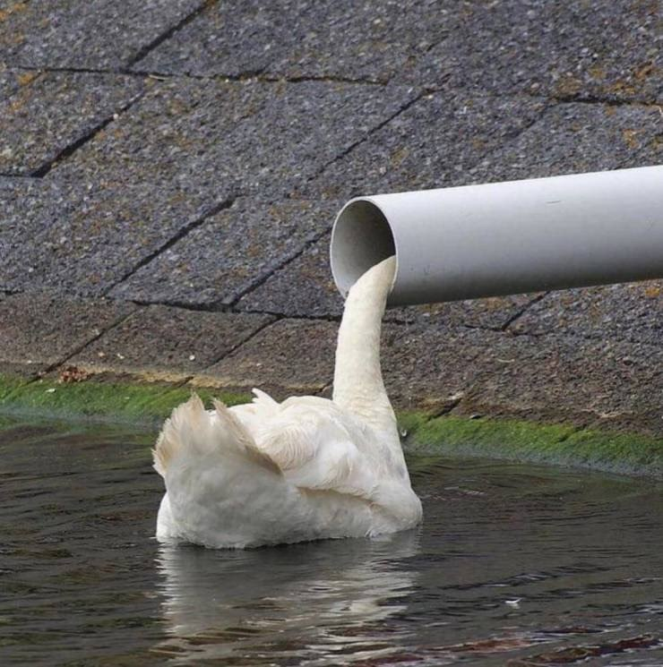 Photo of a swan looking into a tube