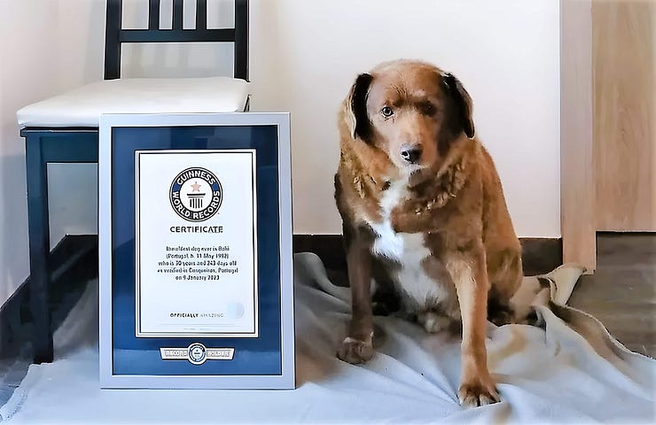 Bobi, the world’s oldest dog posing next to his Guiness World Records award.
