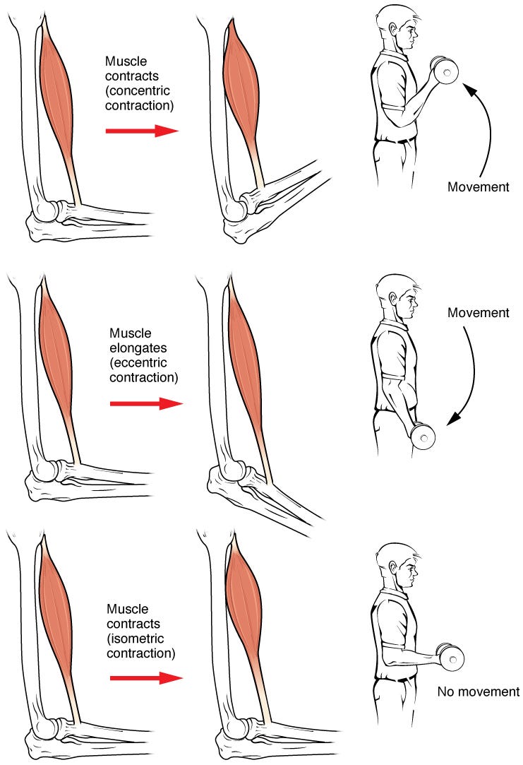 Different types of muscle contractions: concentric, isometric, eccentric