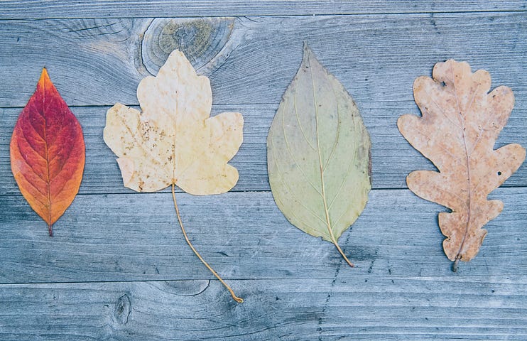 Autumn leaves in different colours and shapes