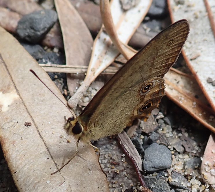 A brown butterfly with wings folded up, sits on leaf litter and gravel on the ground. You can see the large eyes looking upward and one antennae is obvious. The tiny legs are seen below the head.