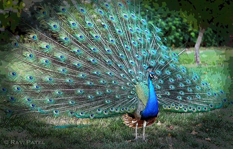 Do you remember seeing your first peacock? 