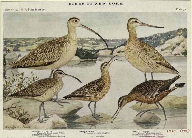 art showing 5 curlew species next to eachother on a shoreline