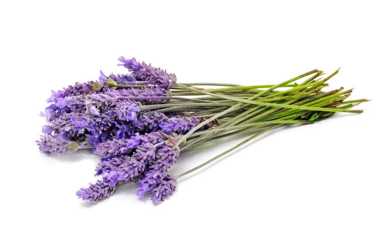 lavender houseplant for better sleep