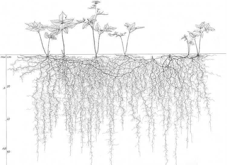 A black and white scientific drawing of a 6 plant root system, showing the plants above ground and their tangled roots below the surface.