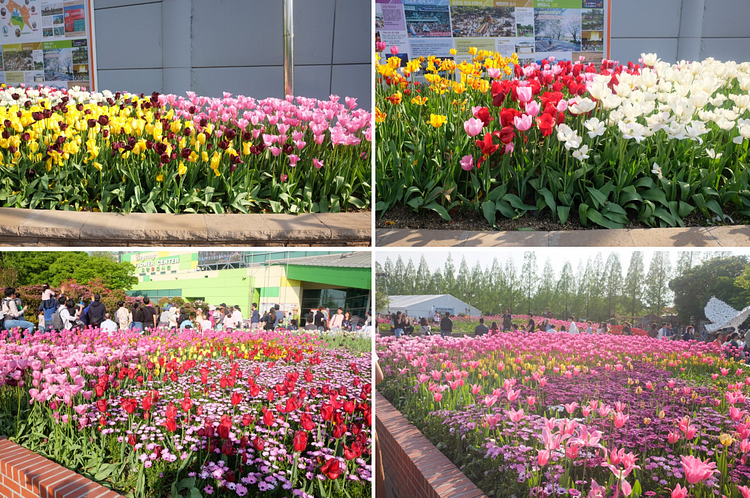 Spring Festivals in South Korea: Flower Festival 2018