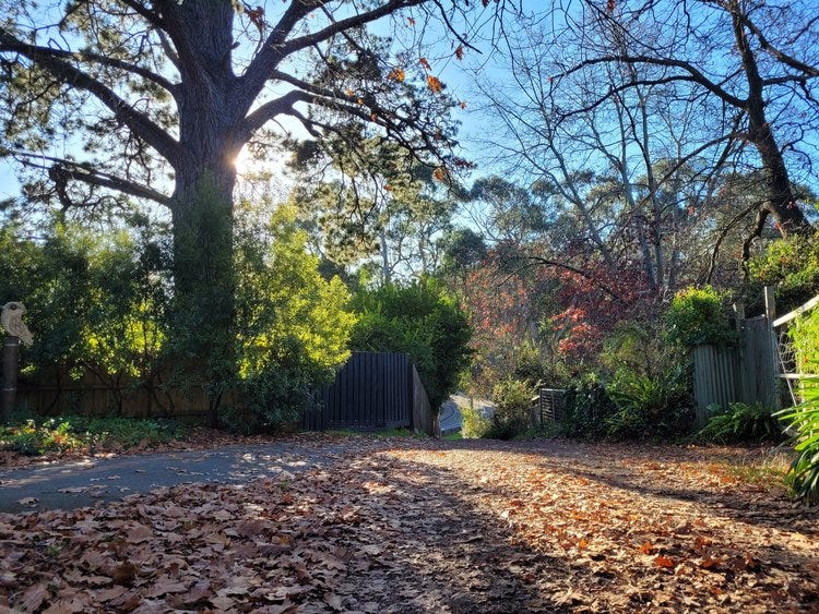 The sun peeks behind a large treek trunk; autumn leaves cover the driveway