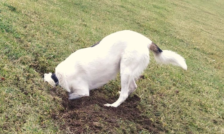 Dog digging