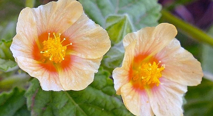 Sida cordifolia flowers from the Arkham’s Botanical website