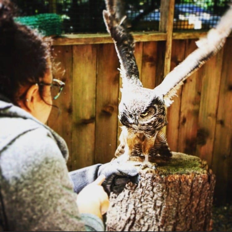 Over-the-shoulder view shows person communicating with owl.
