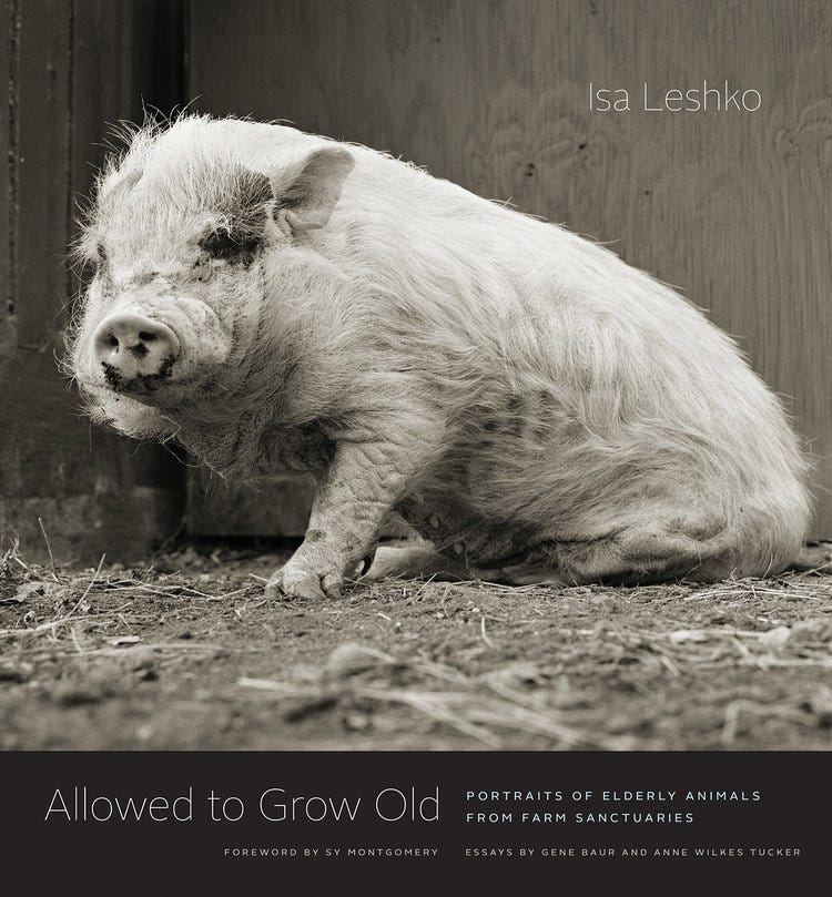 Allowed to Grow Old features Isa Leshko’s portraits of elderly rescued farm animals and includes essays by NY Times bestselling author Sy Montgomery, Farm Sanctuary co-founder Gene Baur, and curator Anne Wilkes Tucker. Photo credit: Isa Leshko