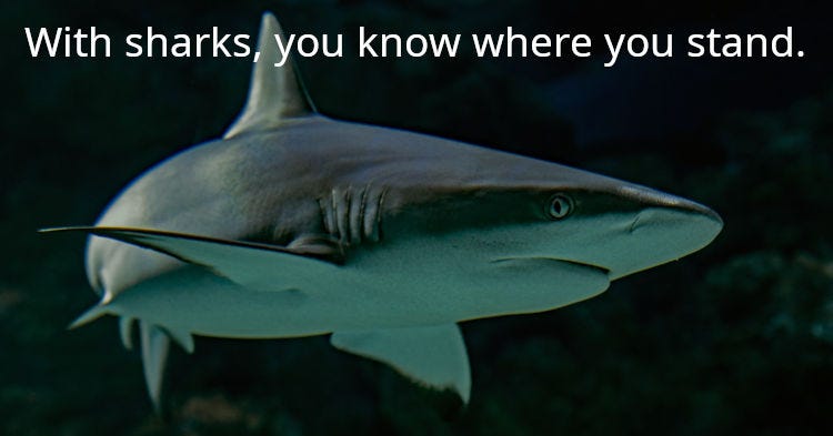 A shark swims by. Sharks are more honest than Trump and his people. With sharks, you know where you stand and there are no mind games or disinfo.