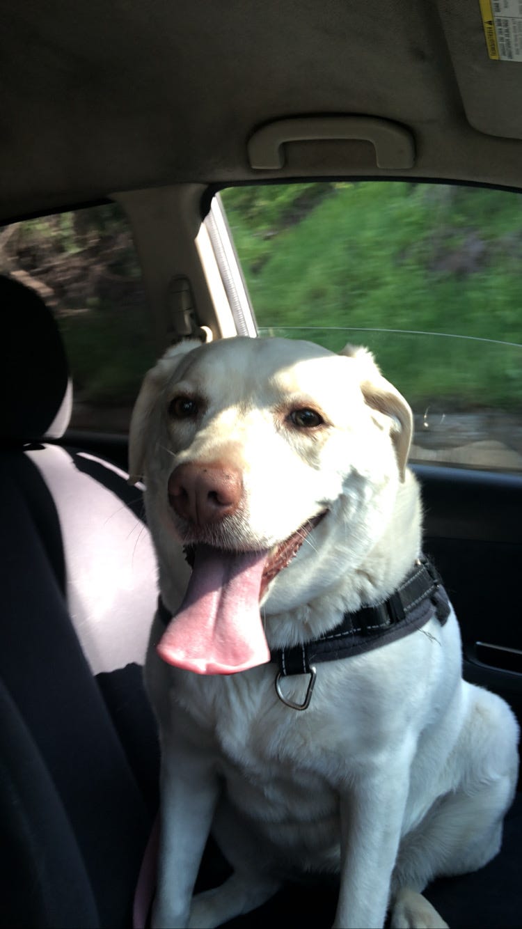 This is my beautiful pup, Goldie! She was well aware that we were about to go hiking, so she has on her biggest smile.