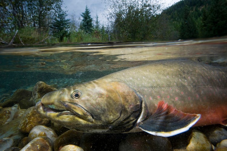 Photo of a bull trout adult in water of river. Photo by Joel Sartore/National Geographic Stock with Wade Fredenberg/USFWS
