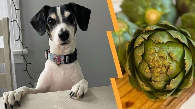 Can Dogs Eat Artichokes