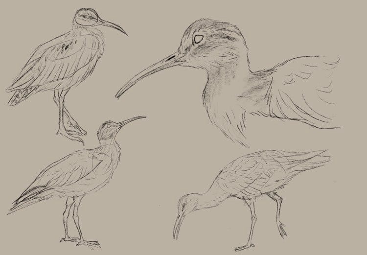 4 sketches of an eskimo curlew in different positions